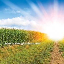 pioneer mısır tohumu çeşitleri pioneer mısır tohumu çeşitleri