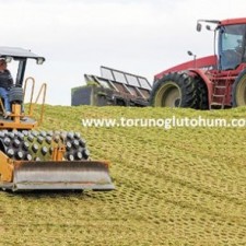 mısır çeşitleri isimleri mısır çeşitleri isimleri