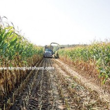 truva mısır tohumu truva mısır tohumu