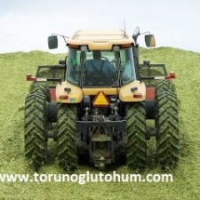 pioneer slajlık mısır tohumu pioneer slajlık mısır tohumu