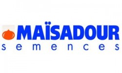 Maisadour Semences Mısır Tohumu Çeşitleri