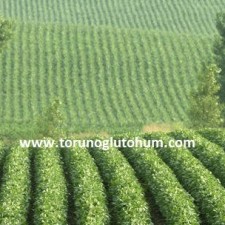 sertifikalı soya tohumu çeşitleri sertifikalı soya tohumu çeşitleri