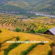 çeltik tohumu fiyatları çeltik tohumu fiyatları