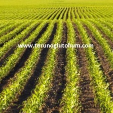 danelik mısır tohumu fiyatları