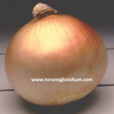 soğan tohumu çeşitleri soğan tohumu çeşitleri