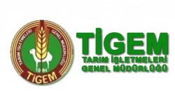 TİGEM Buğday Tohumu Çeşitleri