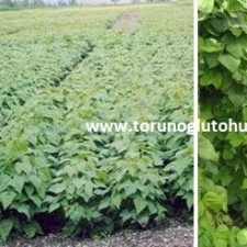 kuru fasulye tohum çeşitleri kuru fasulye tohum çeşitleri