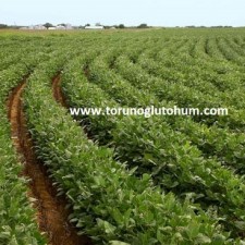 soya tohumu fiyatları soya tohumu fiyatları