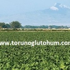 en verimli pancar tohumu hangisi en verimli pancar tohumu hangisi