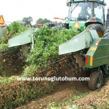 yer fıstığı hasadı nasıl yapılır yer fıstığı hasadı nasıl yapılır