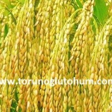 baldo çeltik tohumu çeşitleri baldo çeltik tohumu çeşitleri