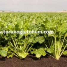 kws pancar tohumu çeşitleri kws pancar tohumu çeşitleri