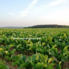 turbata pancar tohumu turbata pancar tohumu