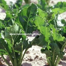 ithal pancar tohumu çeşitleri ithal pancar tohumu çeşitleri