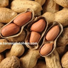 yer fıstığı tohumu fiyatları yer fıstığı tohumu fiyatları