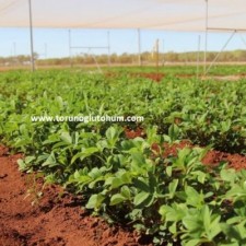 yer fıstığı hangi ayda ekilir yer fıstığı hangi ayda ekilir