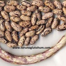 barbunya tohumu hakkında bilgi barbunya tohumu hakkında bilgi