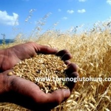 sertifikalı buğday tohumu fiyatları