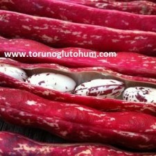 barbunya tohumu fiyatları barbunya tohumu fiyatları