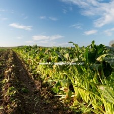 pancar tohumu fiyatları pancar tohumu fiyatları