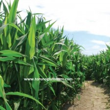 danelik mısır tohumu fiyatları danelik mısır tohumu fiyatları
