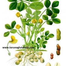 yer fıstığı yetiştiriciliği yer fıstığı yetiştiriciliği