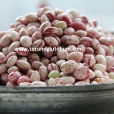 barbunya tohumu yetiştiriciliği barbunya tohumu yetiştiriciliği