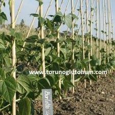 kuru fasulye tohumu hakkında bilgi kuru fasulye tohumu hakkında bilgi