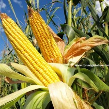 dekalb mısır tohumu fiyatları