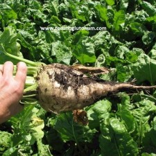 dozer pancar tohumu dozer pancar tohumu