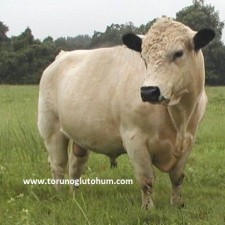 british white sığırı özellikleri