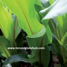 mısır tohumu fiyatları mısır tohumu fiyatları