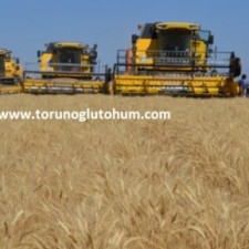 sertifikalı buğday tohumu çeşitleri