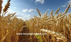 Sertifikalı Buğday Tohumu Çeşitleri