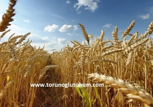 Sertifikalı Buğday Tohumu Çeşitleri
