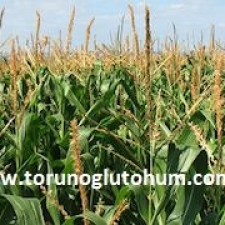 en iyi danelik mısır tohumu hangisi en iyi danelik mısır tohumu hangisi