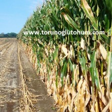 danelik mısır tohumu fiyatları danelik mısır tohumu fiyatları