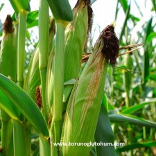 kws danelik mısır tohumu çeşitleri