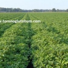 yer fıstığı tohumu satın al yer fıstığı tohumu satın al