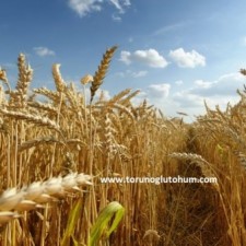 buğday taban fiyatı