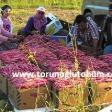 barbunya dekar verimi barbunya dekar verimi