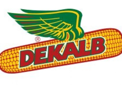 Dekalp Silajlık ve Danelik Mısır Tohumları Çeşitleri