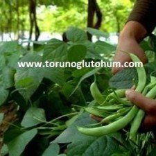 kuru fasulye tohumu satanlar kuru fasulye tohumu satanlar