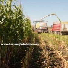 saljlık mısır tohumu fiyatları 2017