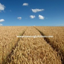 buğday tohumu satışları