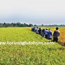 osmancık çeltik tohumu çeşitleri osmancık çeltik tohumu çeşitleri
