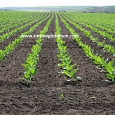 serenada pancar tohumu özellikleri serenada pancar tohumu özellikleri