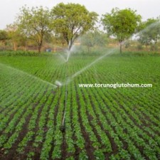 yer fıstığı toptan fiyatları yer fıstığı toptan fiyatları