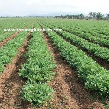 yer fıstığı dönüm maliyeti yer fıstığı dönüm maliyeti