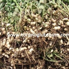 osmaniye yer fıstığı fabrikaları osmaniye yer fıstığı fabrikaları